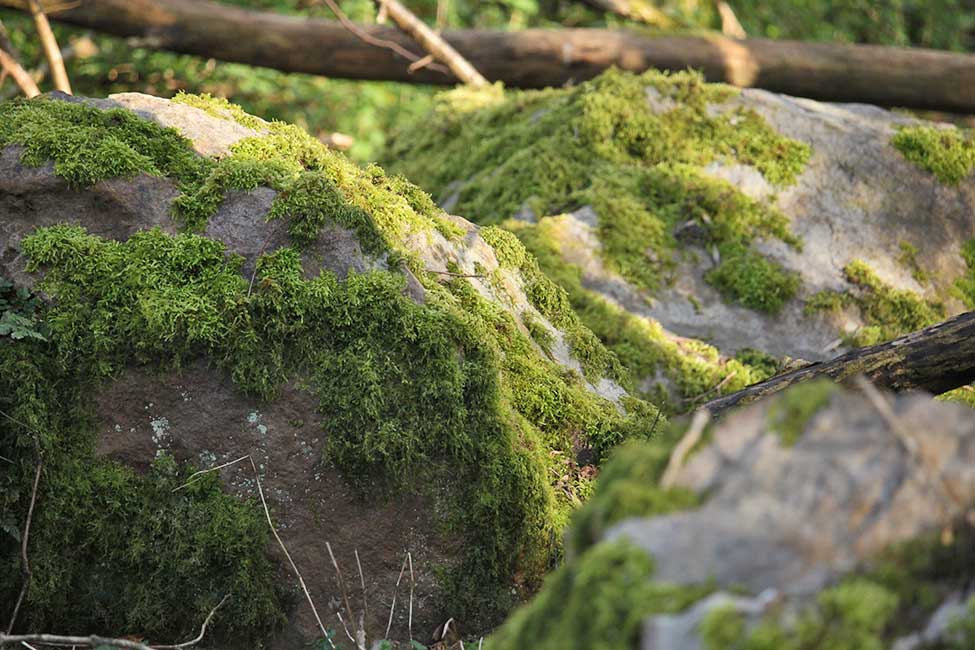 Lichens on sarsen stones