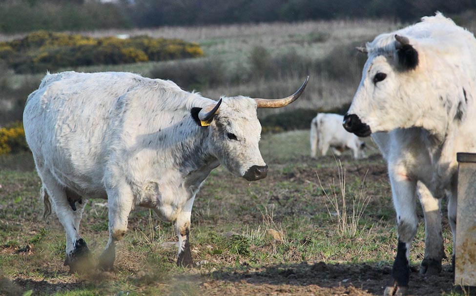 White Parks cattle