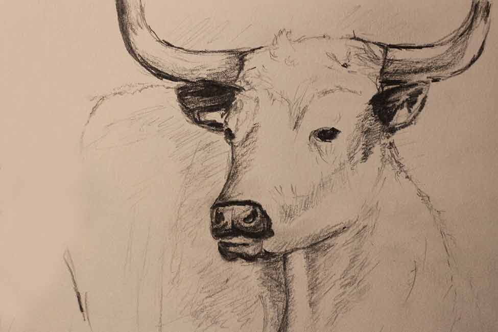 White Parks cow drawing