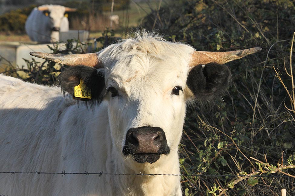 White Parks cow