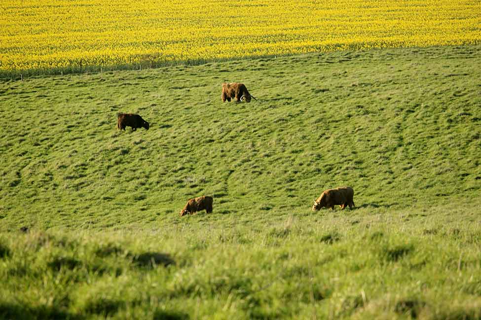 Cattle grazing