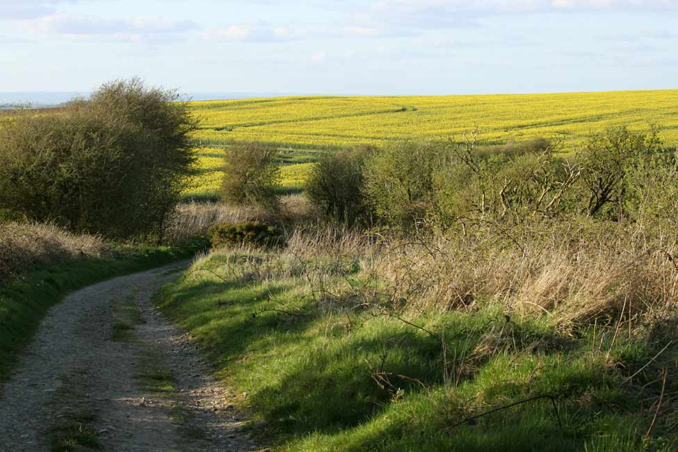 Yellow rapeseed fields along the Ridgeway