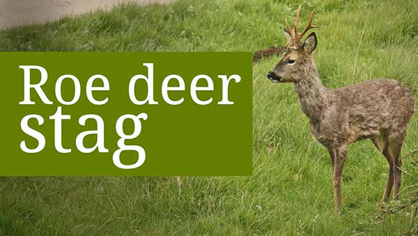 Beautiful shots of a roe deer stag