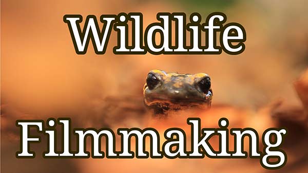 Wildlife Film-making course, in Norfolk