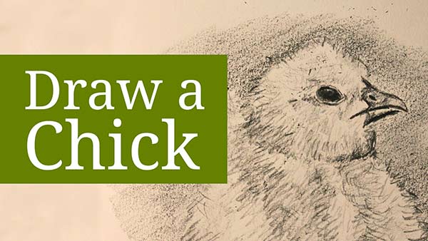 Drawing a Chick