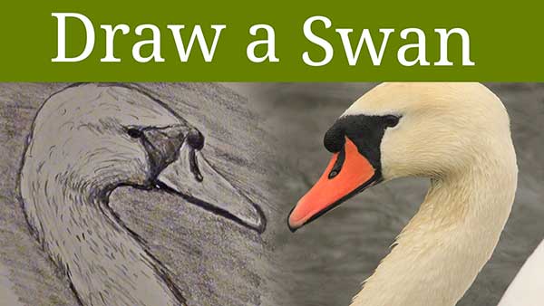 Drawing a Swan