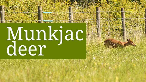 Munkjac deer sighting