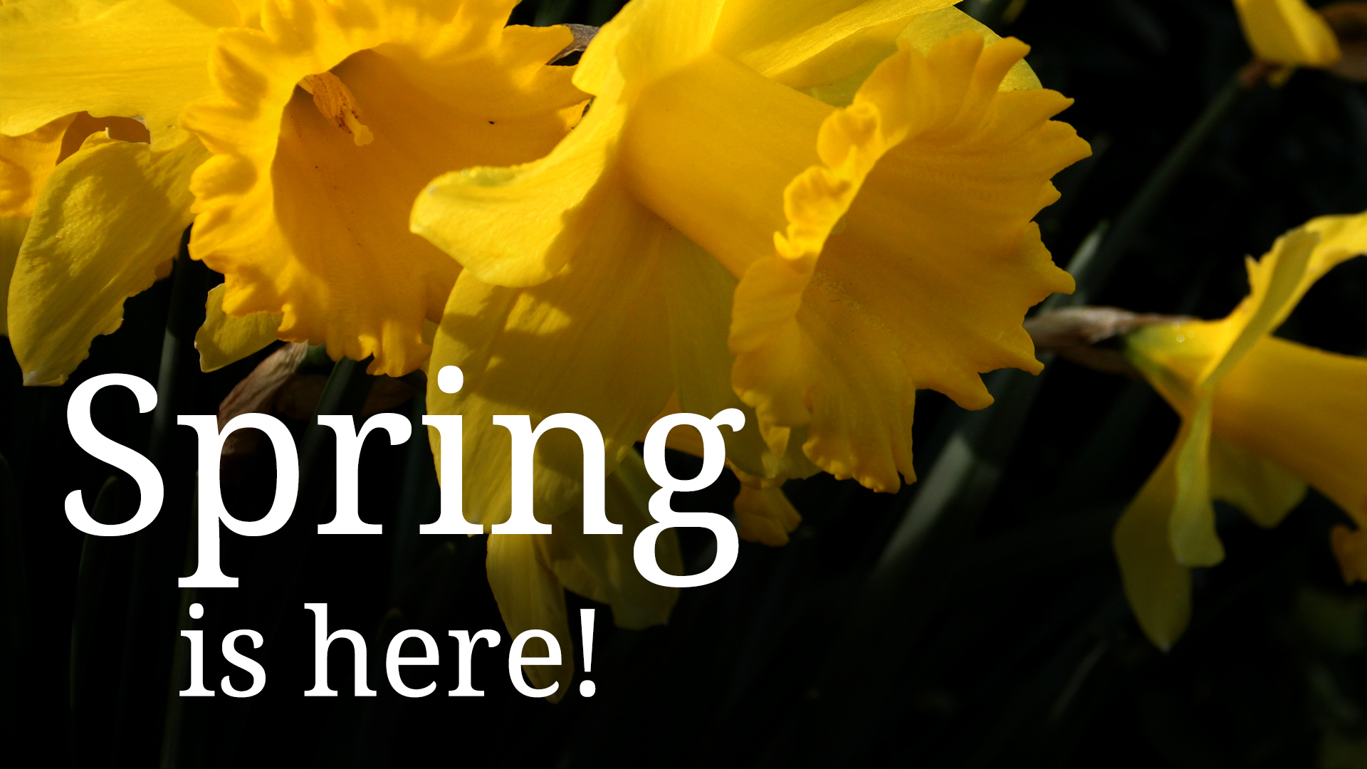 Spring is here!