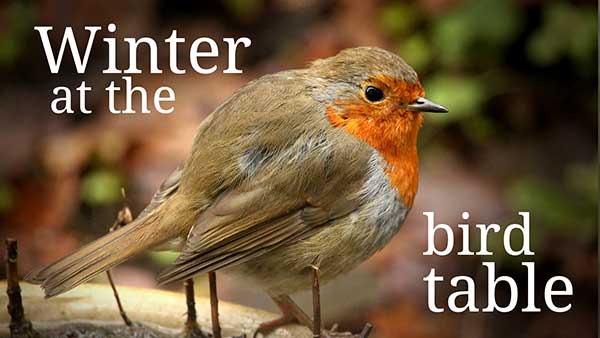 Wildlife coming to feed at the bird table on a cold winter day