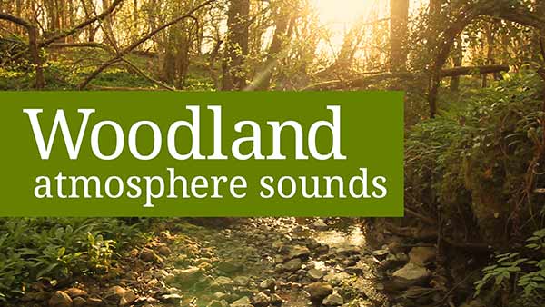 Woodland atmosphere sounds - stream in the woods