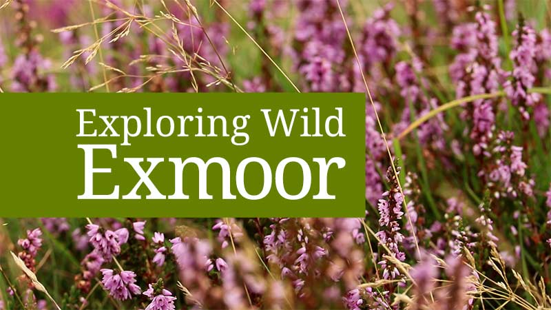 Finding wildlife in Exmoor National Park