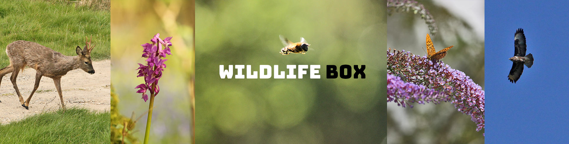 WildlifeBox | Be inspired by wildlife and the great outdoors