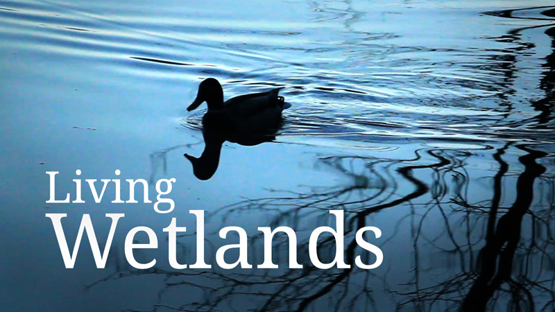 Wetland landscapes are a vital habitat and are crucial for protecting our environment