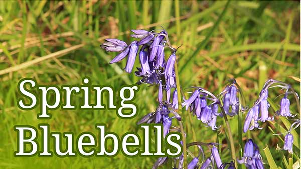 Spring bluebells in the English countryside