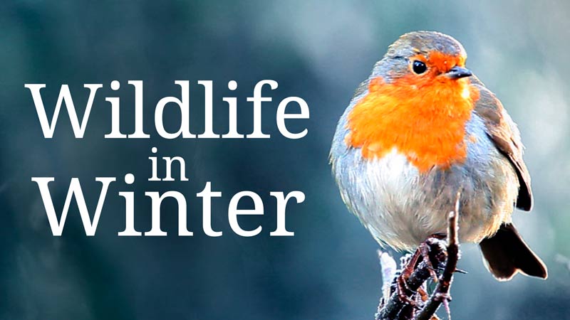 Wildlife in Winter